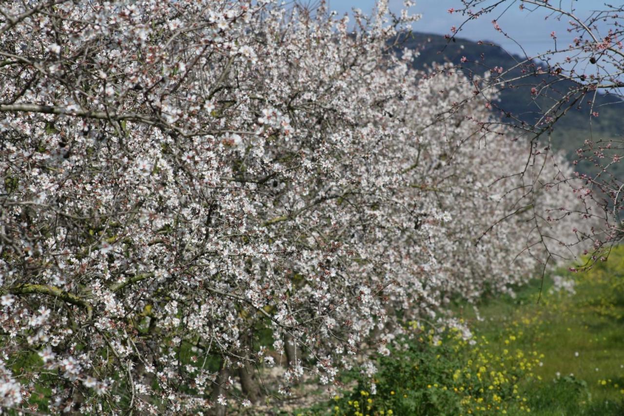 155 Finca Son Rossignol By Mallorca Charme Сінеу Екстер'єр фото
